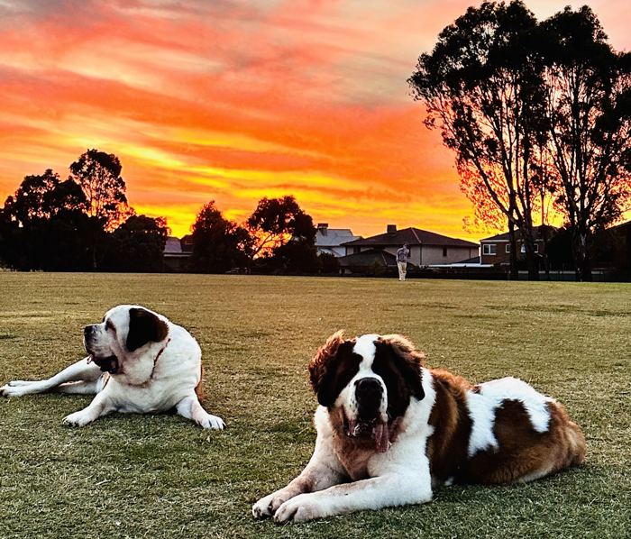Two St. Bernard dogs at sunset